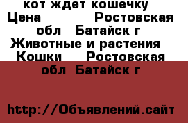 кот ждет кошечку › Цена ­ 1 200 - Ростовская обл., Батайск г. Животные и растения » Кошки   . Ростовская обл.,Батайск г.